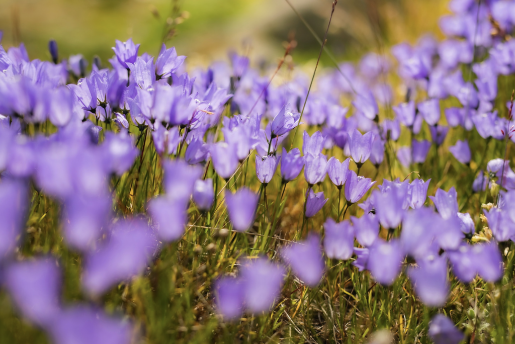 Sommer i Sisimiut: Kajak, lystfiskeri og fjelde sisimiut blomster