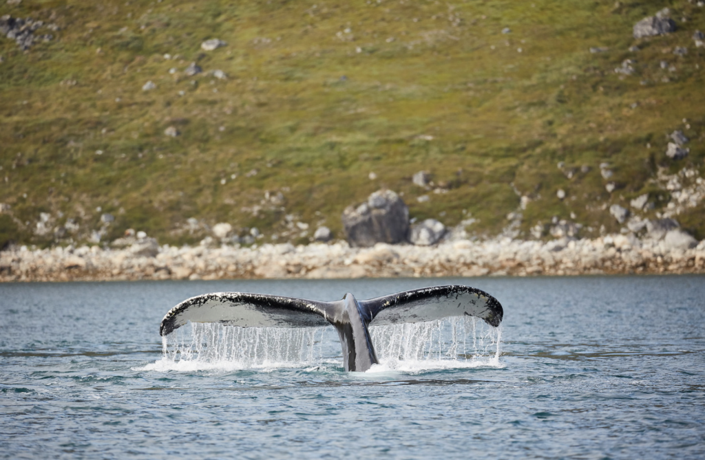 Fjordrejser og bådture: Sejlads til deserted bygder og hvalsafari sisimiut hval